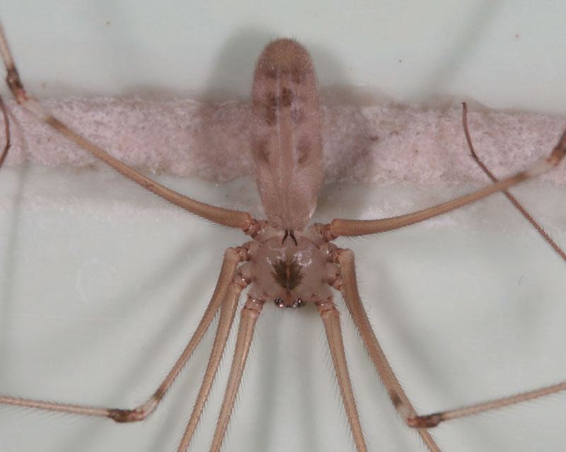 ragno in bagno: Pholcus phalangioides